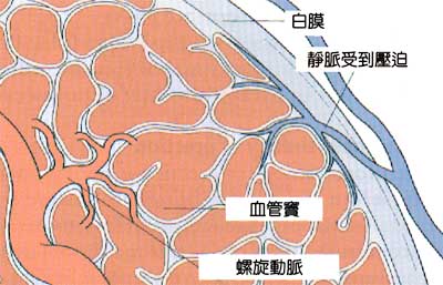 為什麼會勃起及原理是什麼？